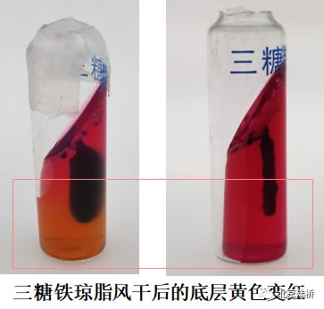 關(guān)于乳品中沙門氏菌檢測的那些事兒(中)-初步生化鑒定 關(guān)于乳品中沙門氏菌檢測的那些事兒(中)-初步生化鑒定