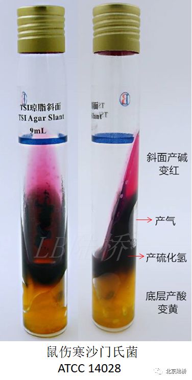 關(guān)于乳品中沙門氏菌檢測的那些事兒(中)-初步生化鑒定 關(guān)于乳品中沙門氏菌檢測的那些事兒(中)-初步生化鑒定