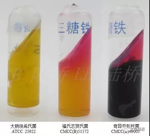 關(guān)于乳品中沙門氏菌檢測的那些事兒(中)-初步生化鑒定 關(guān)于乳品中沙門氏菌檢測的那些事兒(中)-初步生化鑒定