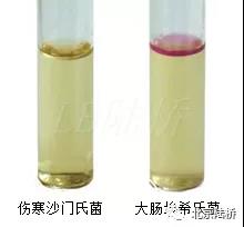 關(guān)于乳品中沙門(mén)氏菌檢測(cè)的那些事兒(下)--進(jìn)一步生化及血清學(xué)鑒定 關(guān)于乳品中沙門(mén)氏菌檢測(cè)的那些事兒(下)--進(jìn)一步生化及血清學(xué)鑒定