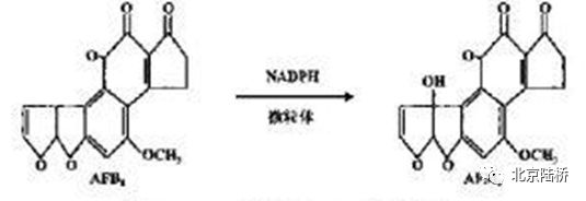 真菌毒素檢測技術(shù)——黃曲霉毒素M1篇 真菌毒素檢測技術(shù)——黃曲霉毒素M1篇