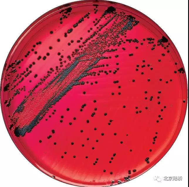 淺析 XLD配方之精妙 淺析 XLD配方之精妙