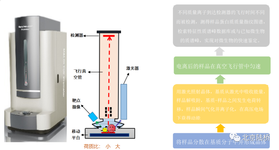 微生物鑒定方法之飛行時(shí)間質(zhì)譜 微生物鑒定方法之飛行時(shí)間質(zhì)譜