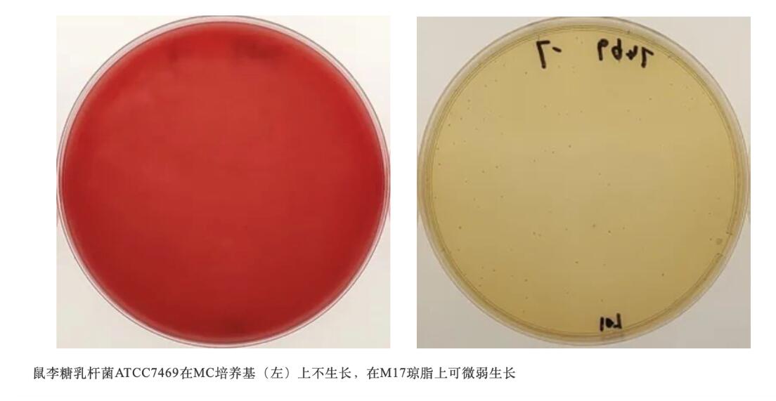 淺談嗜熱鏈球菌計(jì)數(shù)用培養(yǎng)基MC與M17瓊脂