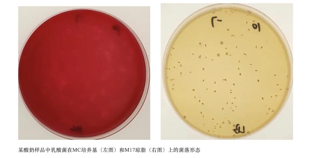 淺談嗜熱鏈球菌計(jì)數(shù)用培養(yǎng)基MC與M17瓊脂