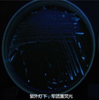 新冠尚未撤退,軍團菌可能又要來襲 新冠尚未撤退,軍團菌可能又要來襲