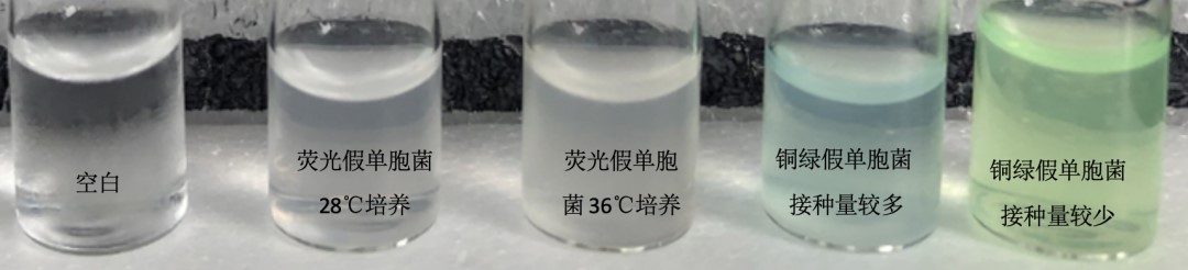 熒光假單胞菌做對照菌株時(shí)的一些小狀況！