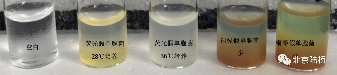 熒光假單胞菌做對照菌株時(shí)的一些小狀況！