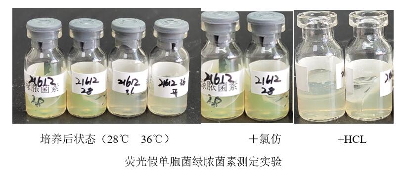 熒光假單胞菌做對照菌株時(shí)的一些小狀況！