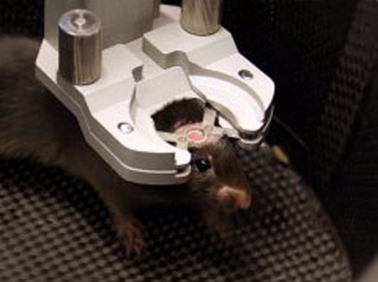 Neurotar清醒动物实景行为笼