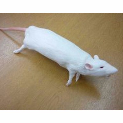 CurVet大鼠训练模拟器