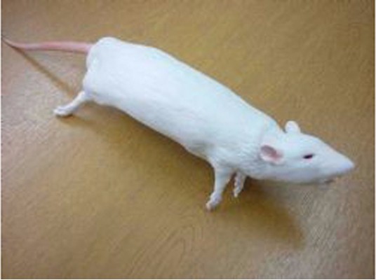 CurVet大鼠训练模拟器
