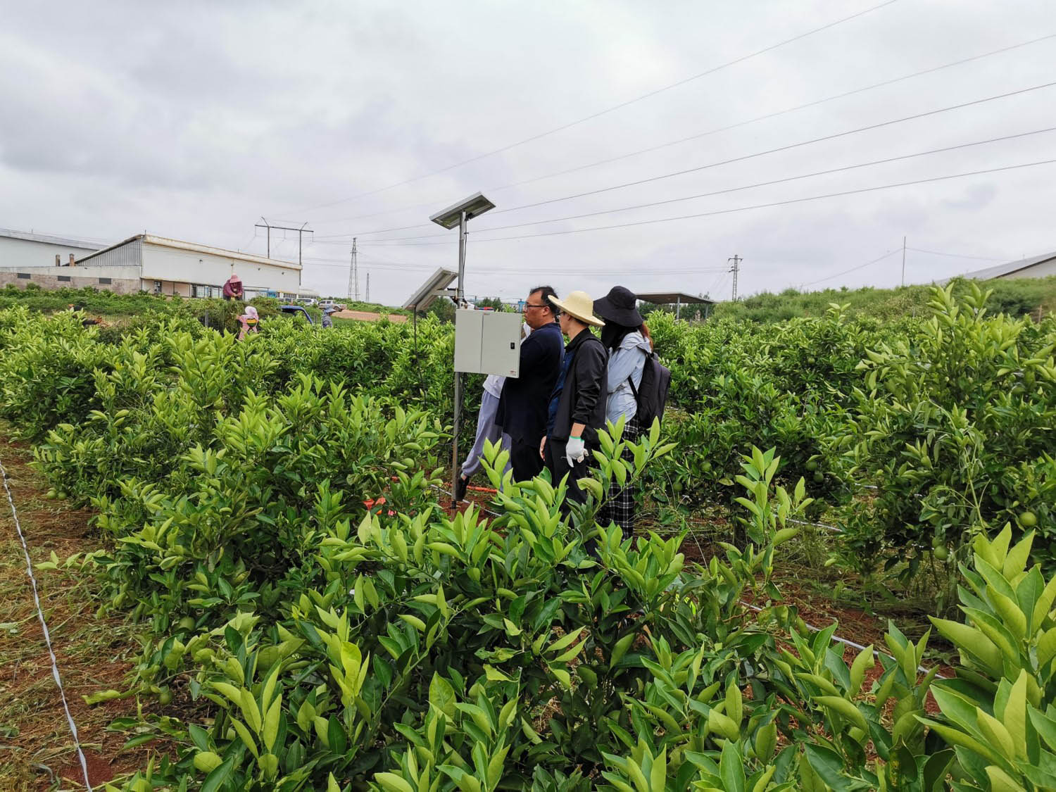 云南建水荒漠生态系统国家定位观测研究站 35米涡动协方差监测 脐橙地土壤生态监测系统