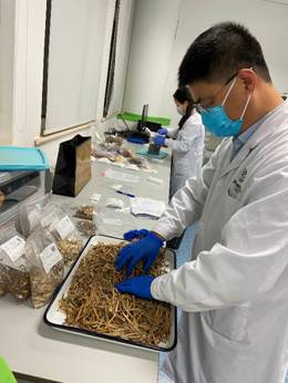 安国中药材质量可追溯项目采样火爆进行中! 安国中药材质量可追溯项目采样火爆进行中!