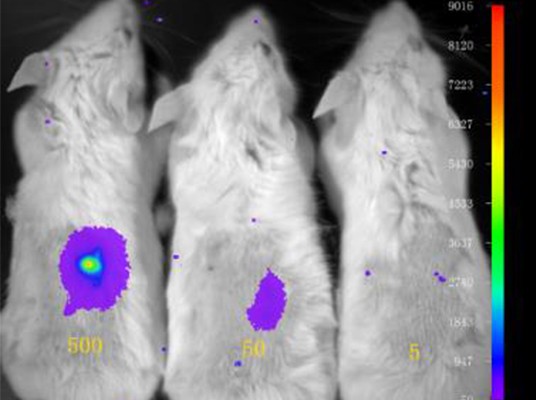 小动物活体影像系统-Berthold NightOWL in vivo Imaging System