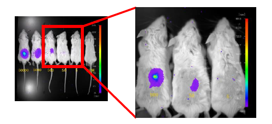 小动物活体影像系统-Berthold NightOWL in vivo Imaging System 小动物活体影像系统-Berthold NightOWL in vivo Imaging System