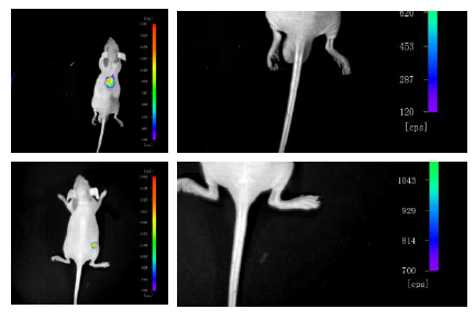 小动物活体影像系统-Berthold NightOWL in vivo Imaging System 小动物活体影像系统-Berthold NightOWL in vivo Imaging System