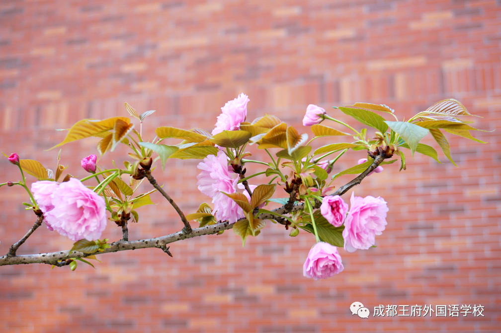 @亲爱的家长，请您阅读2月成都王府校长来信