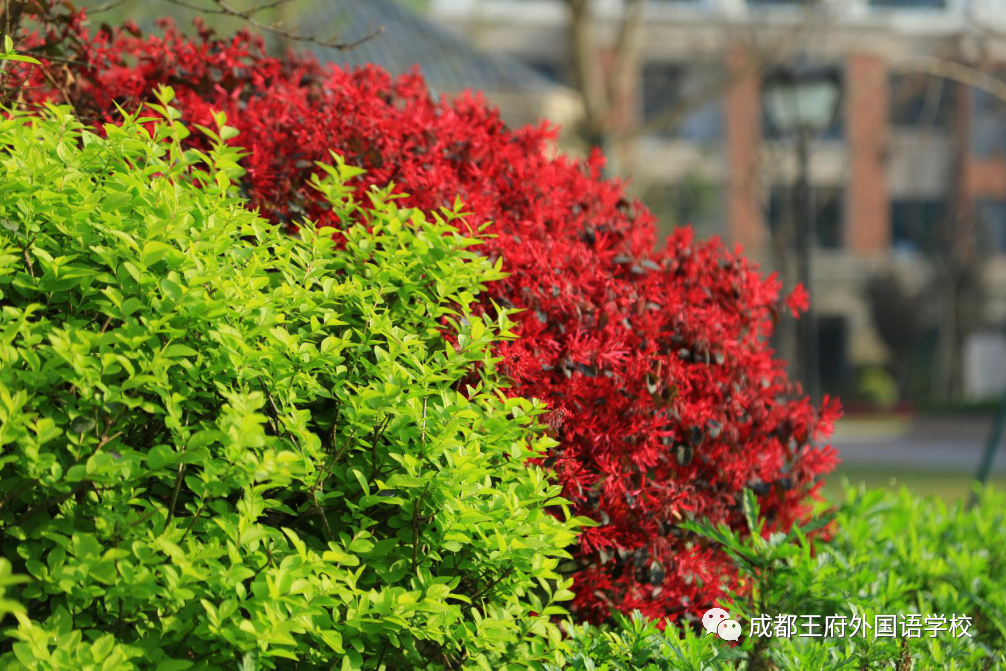 @亲爱的家长，请您阅读2月成都王府校长来信