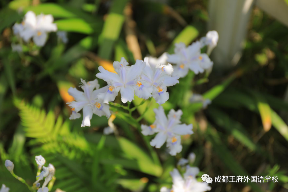 @亲爱的家长，请您阅读3月成都王府校长来信 成都王府外国语学校 昨天