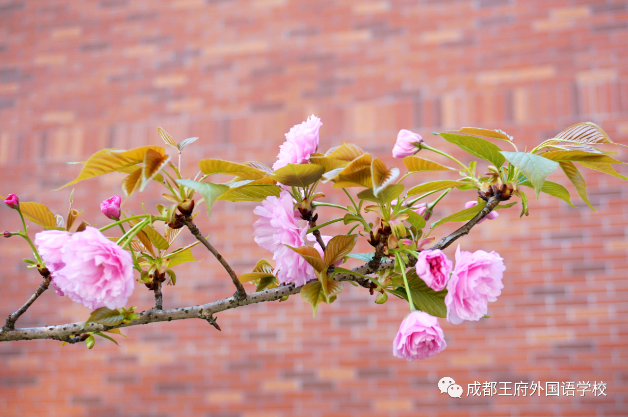 王府，百花千卉争明艳，一见钟情满园春