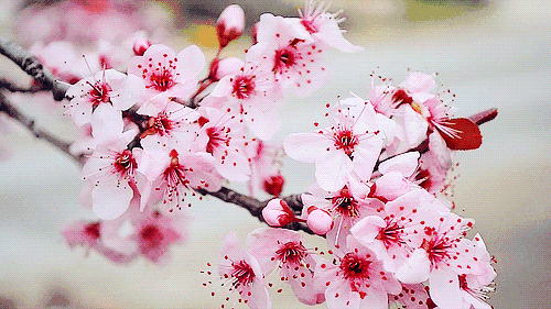 王府，百花千卉争明艳，一见钟情满园春