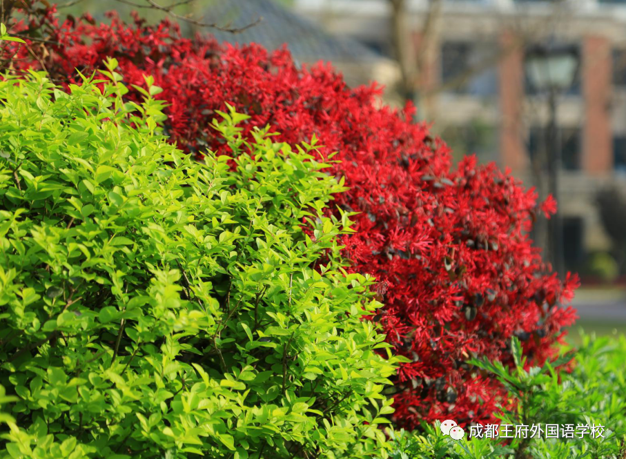 王府，百花千卉争明艳，一见钟情满园春