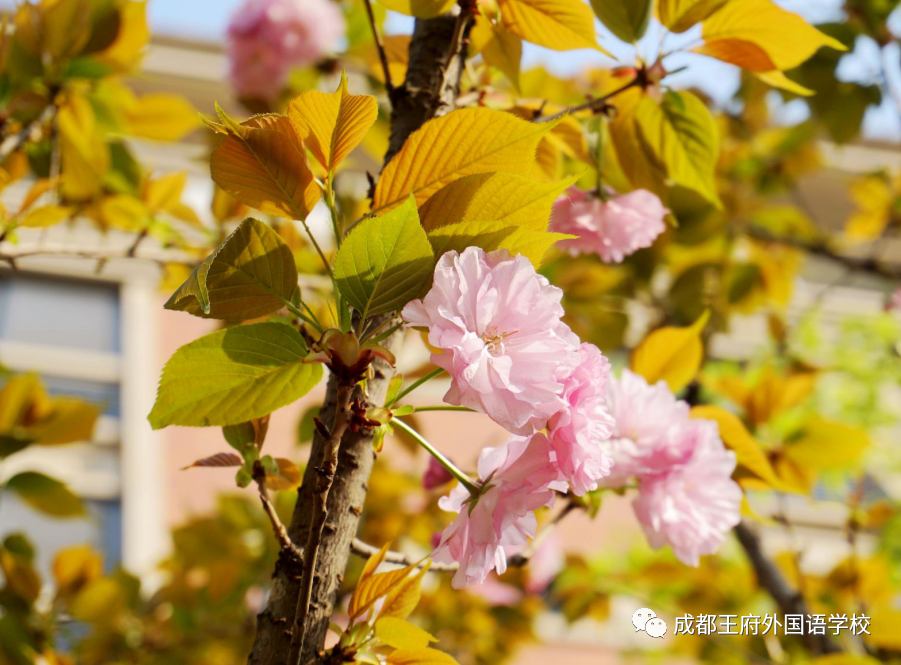王府，百花千卉争明艳，一见钟情满园春