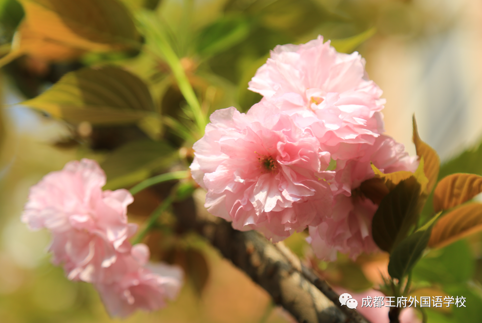 王府，百花千卉争明艳，一见钟情满园春