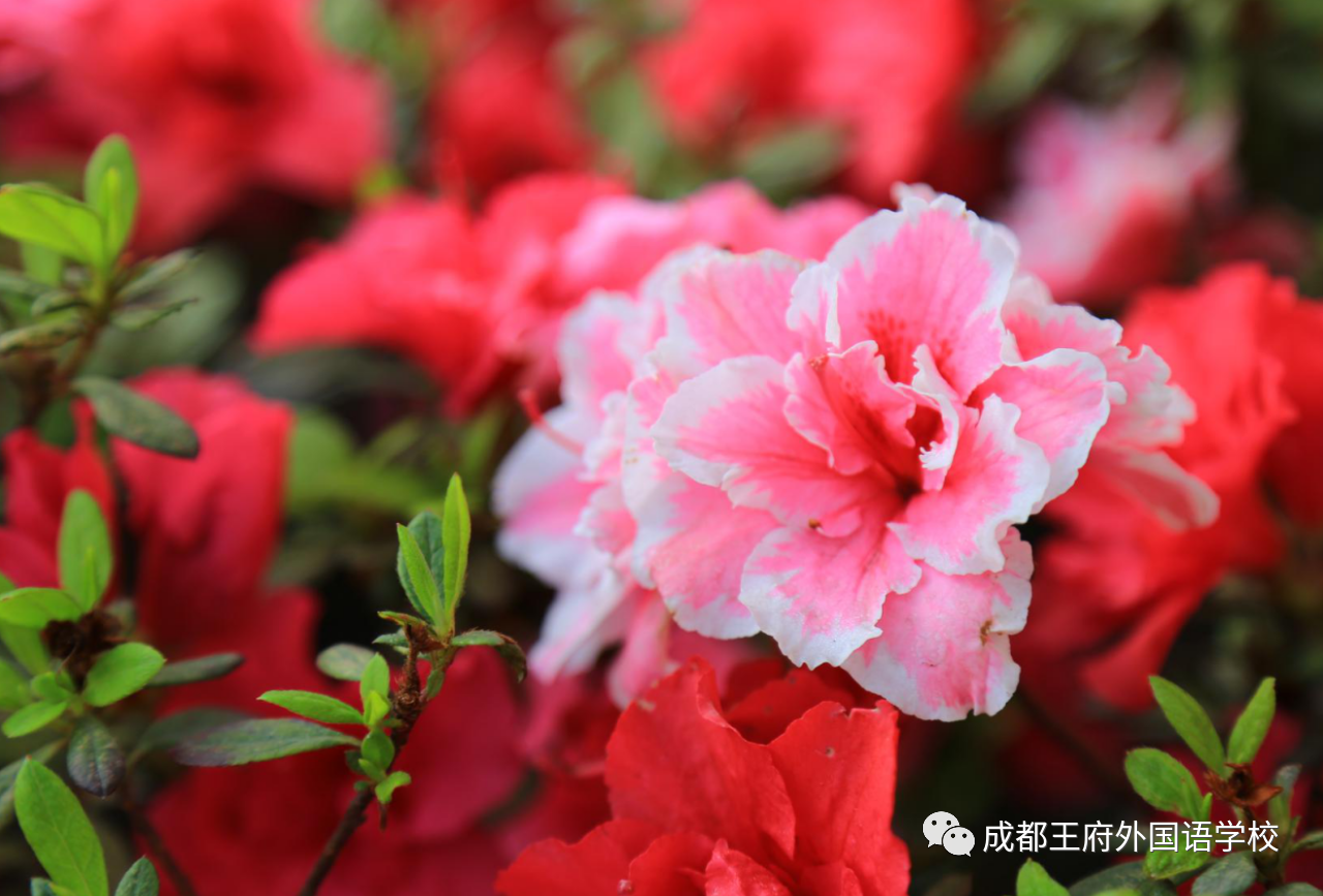 王府，百花千卉争明艳，一见钟情满园春