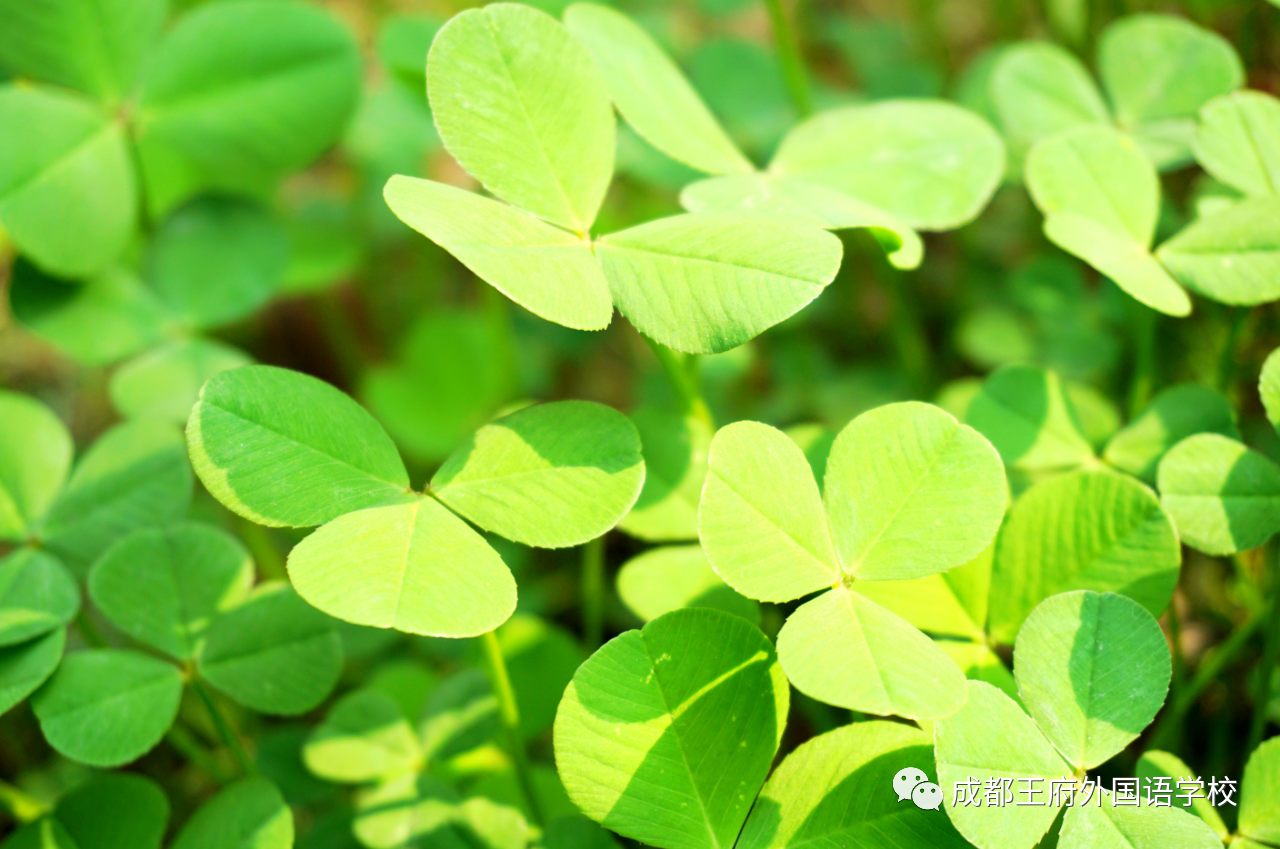 王府，百花千卉争明艳，一见钟情满园春