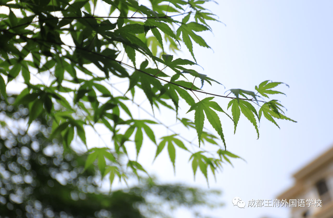 王府，百花千卉争明艳，一见钟情满园春