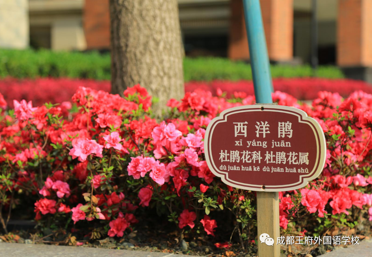王府，百花千卉争明艳，一见钟情满园春