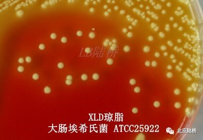 關(guān)于乳品中沙門氏菌檢測(cè)的那些事兒(上) 關(guān)于乳品中沙門氏菌檢測(cè)的那些事兒(上)