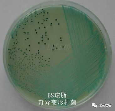 關(guān)于乳品中沙門氏菌檢測(cè)的那些事兒(上) 關(guān)于乳品中沙門氏菌檢測(cè)的那些事兒(上)