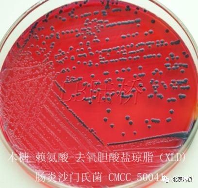 關(guān)于乳品中沙門氏菌檢測(cè)的那些事兒(上) 關(guān)于乳品中沙門氏菌檢測(cè)的那些事兒(上)