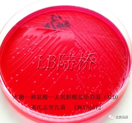 關(guān)于乳品中沙門氏菌檢測(cè)的那些事兒(上) 關(guān)于乳品中沙門氏菌檢測(cè)的那些事兒(上)