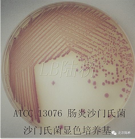 關(guān)于乳品中沙門氏菌檢測(cè)的那些事兒(上) 關(guān)于乳品中沙門氏菌檢測(cè)的那些事兒(上)
