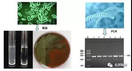 淺談微生物檢測中的分子生物學 淺談微生物檢測中的分子生物學
