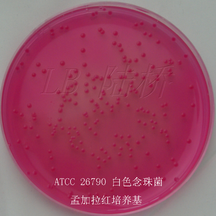 164-26790-白色念珠菌 孟加拉紅培養(yǎng)基