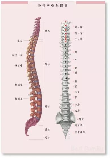 “正身正脊,仁心仁术” ---协会健康使者蒋学超 “正身正脊,仁心仁术” ---协会健康使者蒋学超