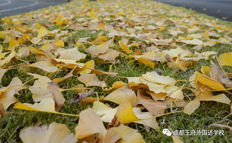 遇见银杏，是成都王府初冬的一缕柔情