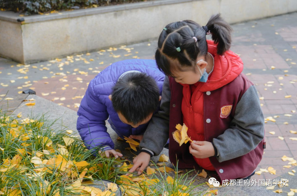 遇见银杏，是成都王府初冬的一缕柔情