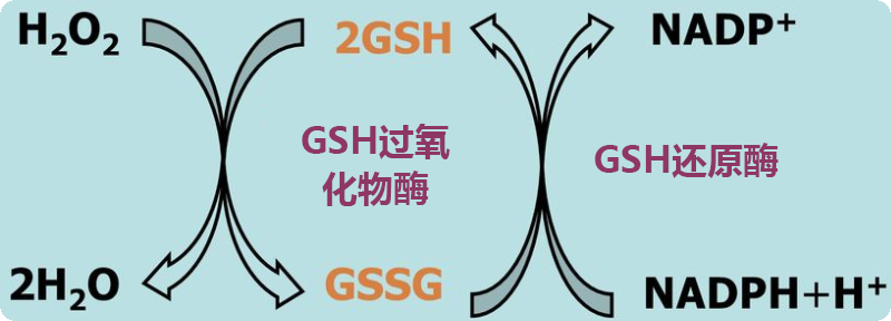 【3分钟解读】你不了解的谷胱甘肽还原酶~
