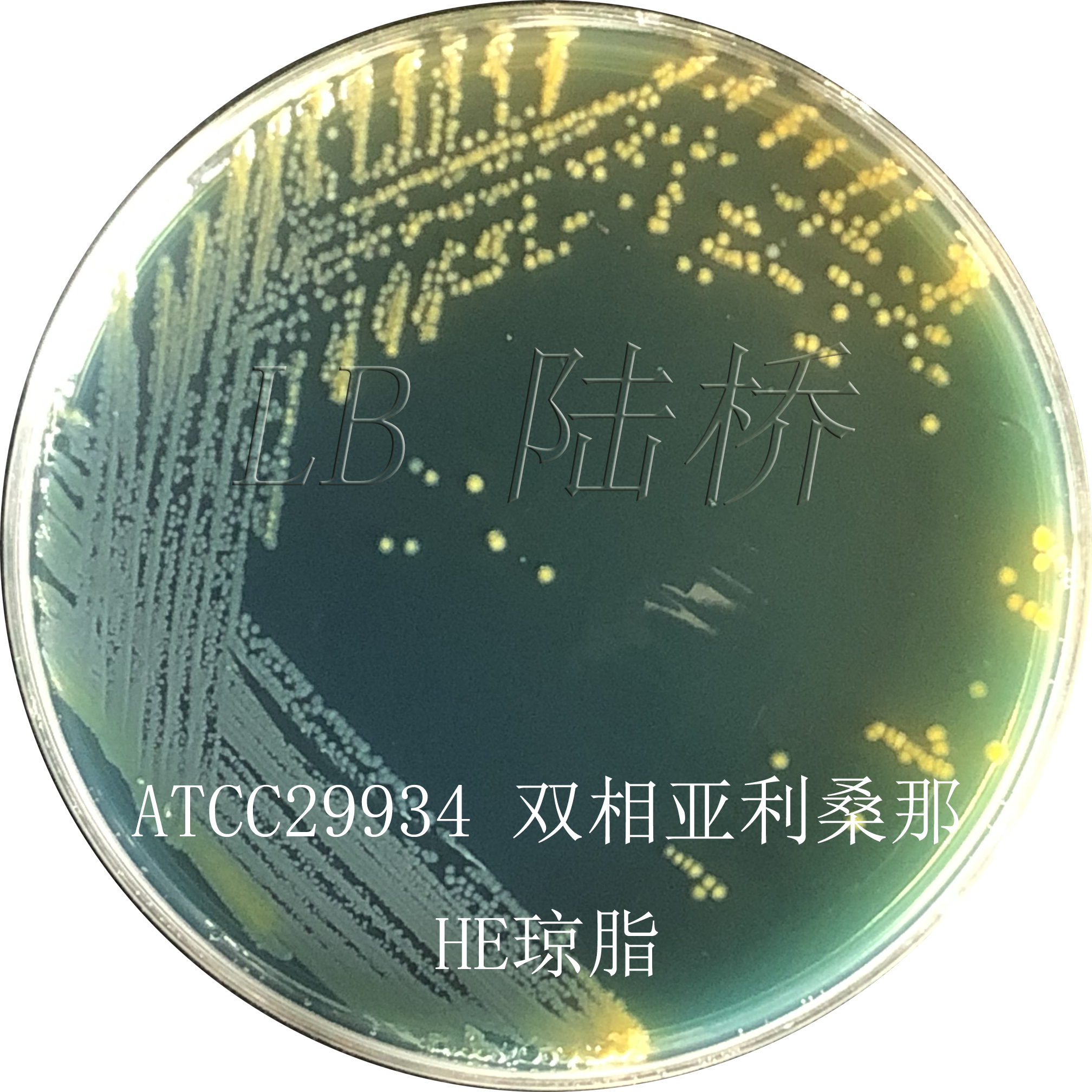 沙門氏菌檢驗(yàn)流程詳解（三）