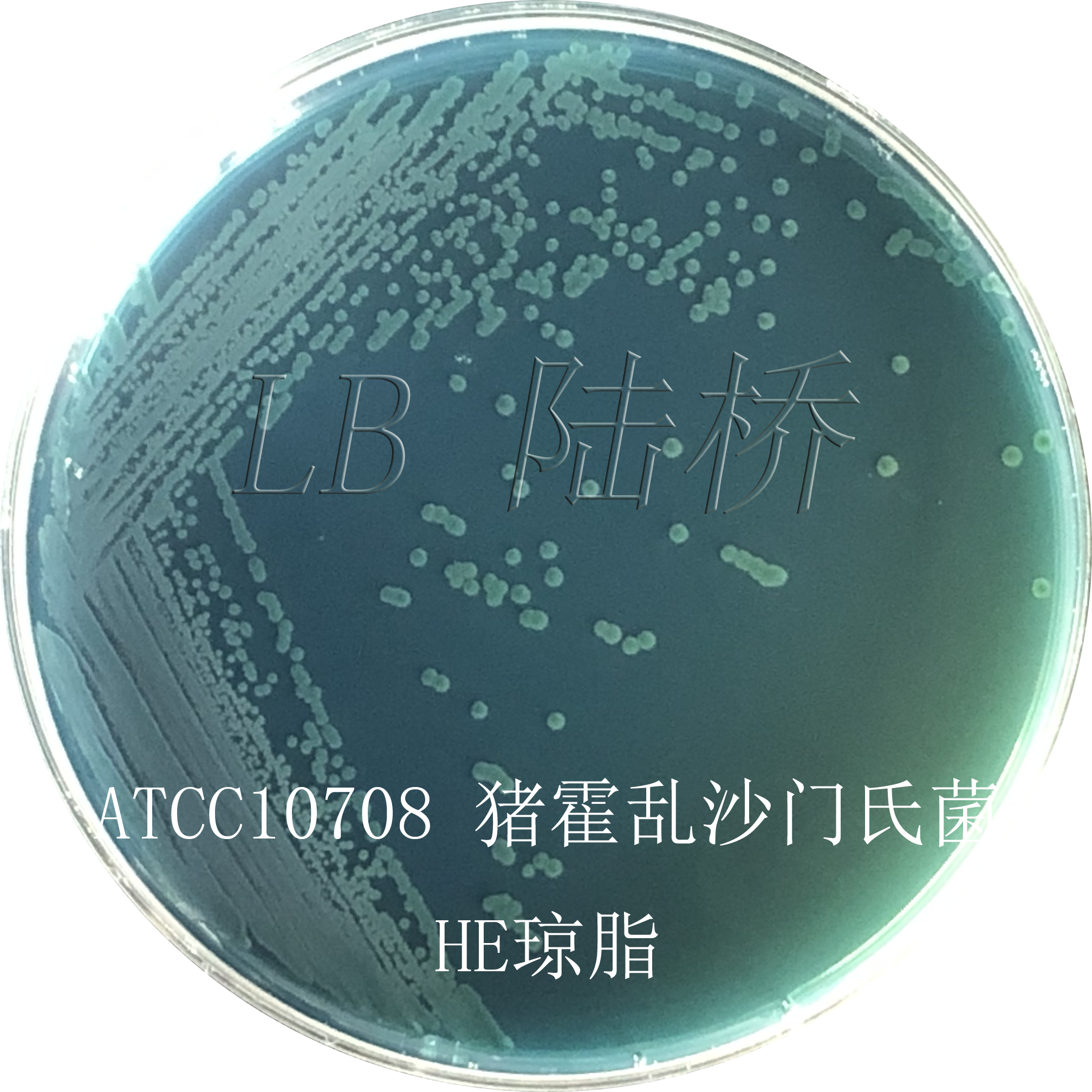 沙門氏菌檢驗(yàn)流程詳解（三）