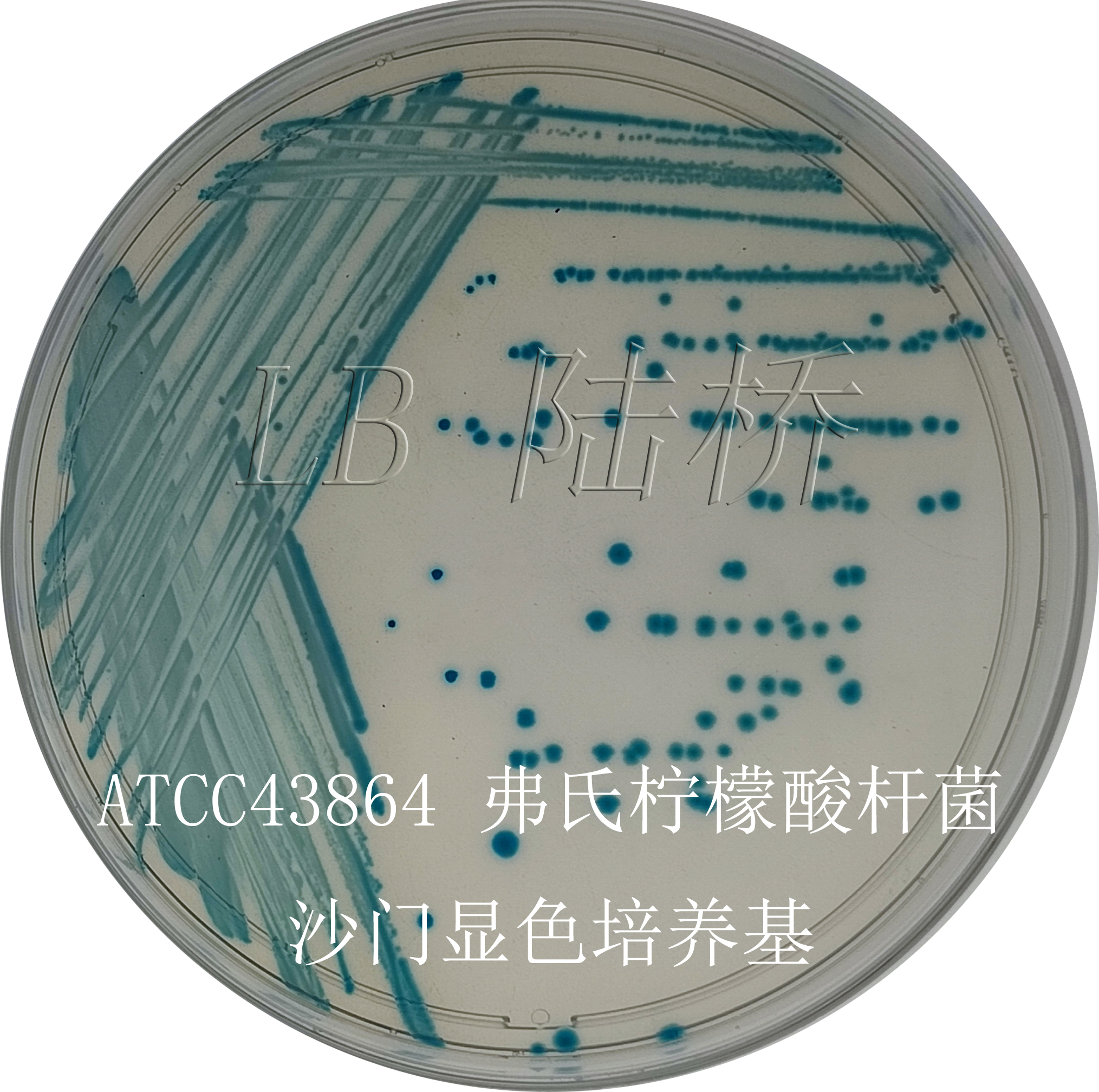 沙門氏菌檢驗(yàn)流程詳解（三）