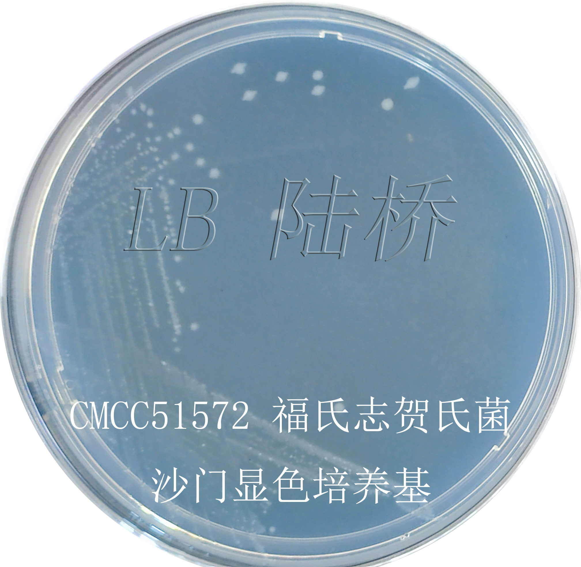 沙門氏菌檢驗(yàn)流程詳解（三）