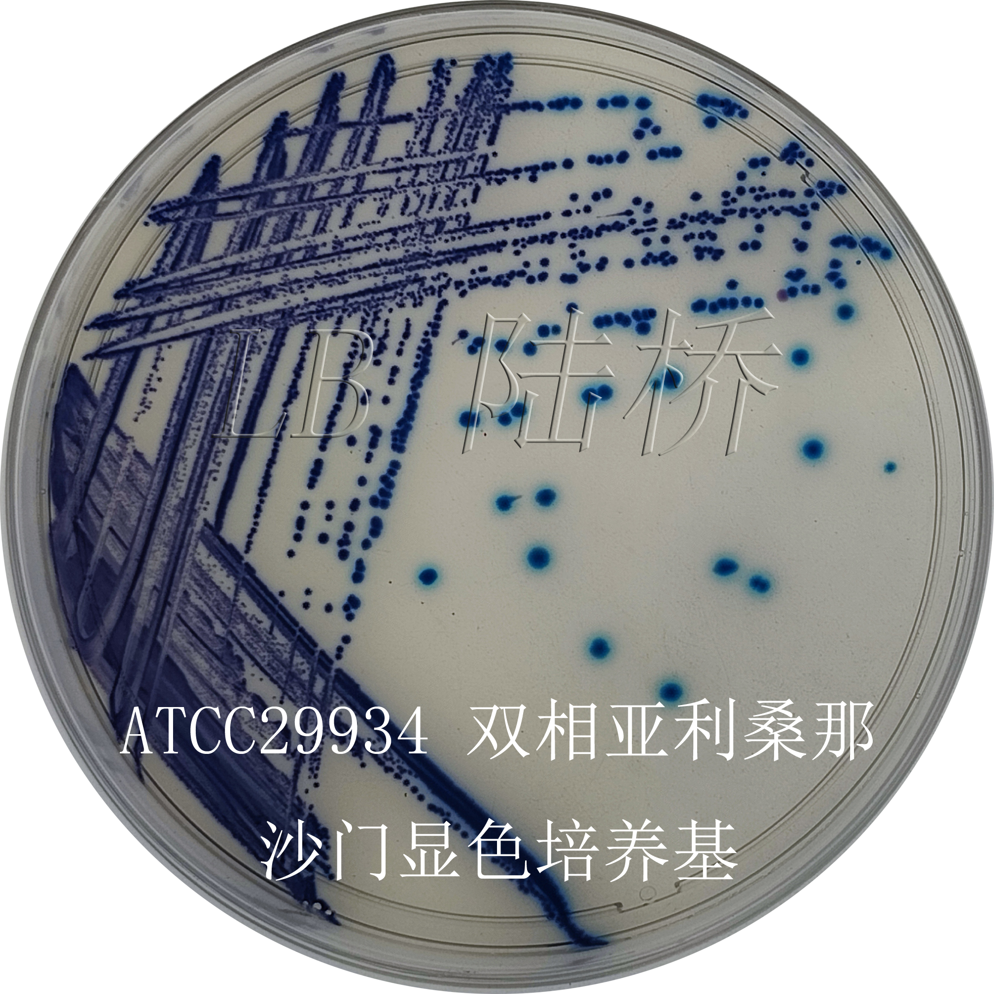 沙門氏菌檢驗(yàn)流程詳解（三）