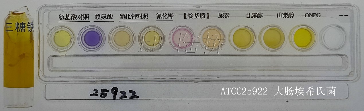 沙門氏菌檢驗(yàn)流程詳解（完結(jié)篇）